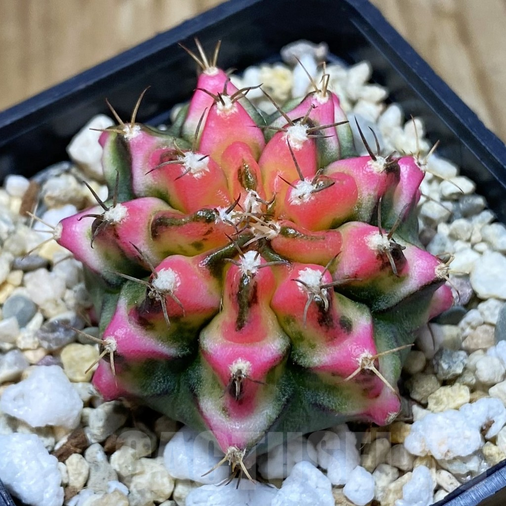 SH6926 Gymnocalycium mihanovichii ‘Multicolor’