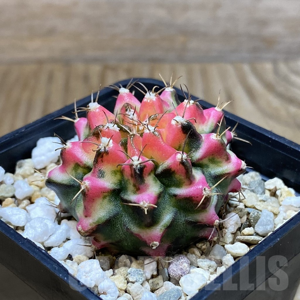 SH6926 Gymnocalycium mihanovichii ‘Multicolor’ - Obrázek 2