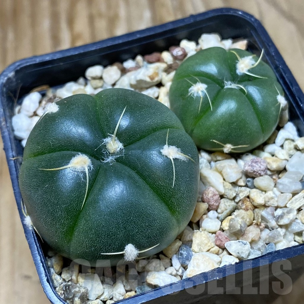 SH6927 Gymnocalycium denudatum VG 1703, 2 plants