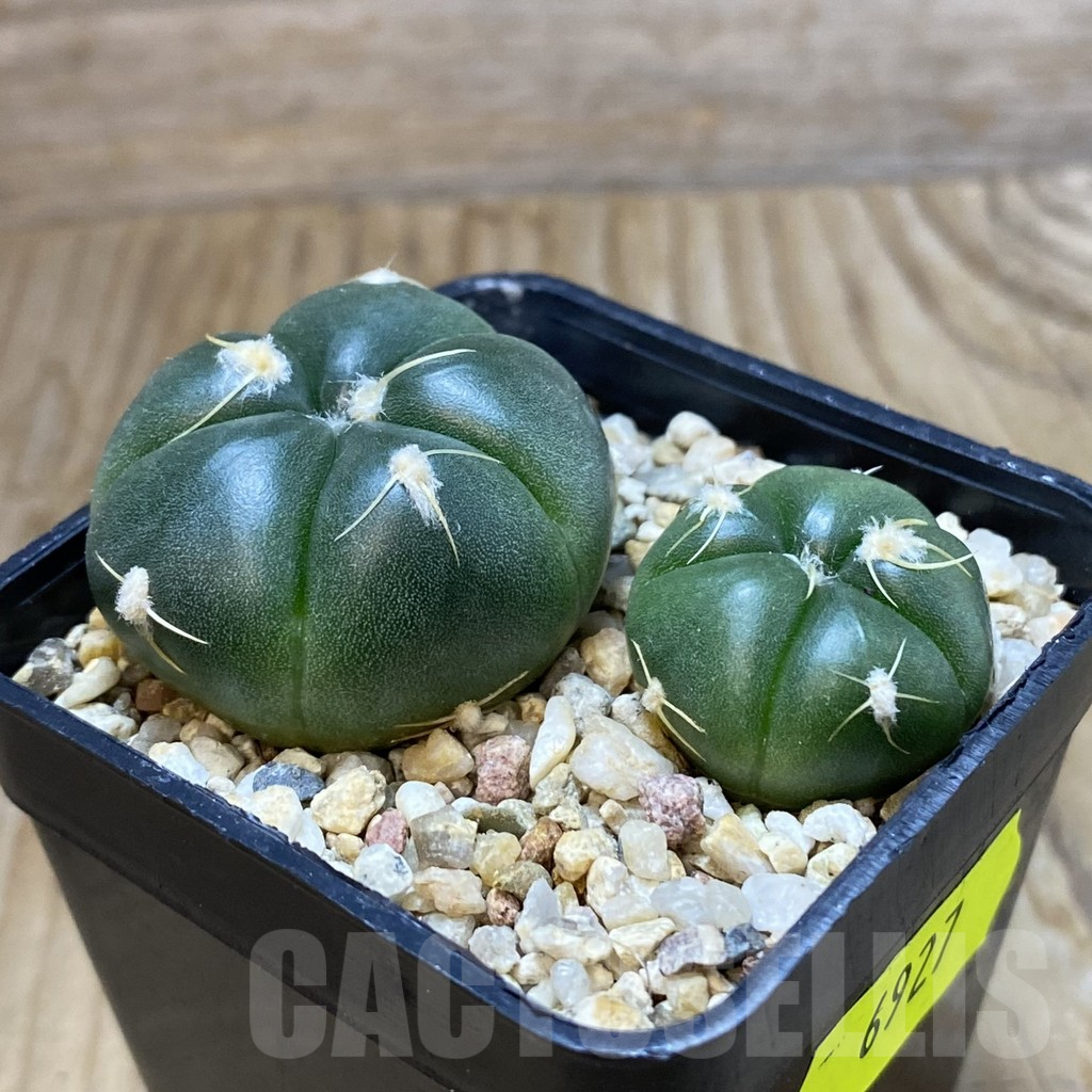 SH6927 Gymnocalycium denudatum VG 1703, 2 plants - Imagen 2