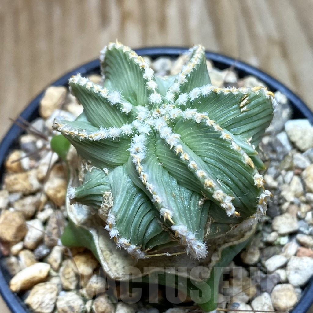 SH6865 Aztekium hintonii f. minor GCG 12707, grafted