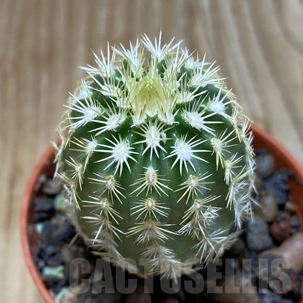 SH6874 Echinocereus viridiflorus