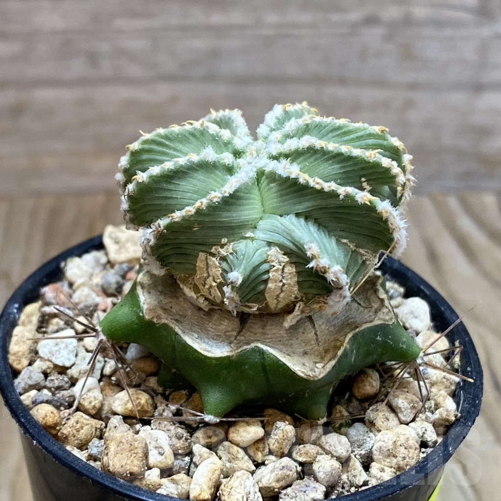 SH6865 Aztekium hintonii f. minor GCG 12707, grafted - Image 2
