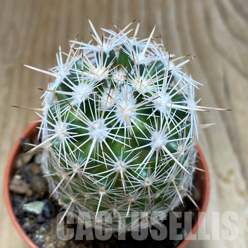 SH6878 Coryphantha vivipara SB 129