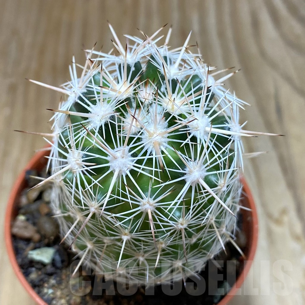 SH6878 Coryphantha vivipara SB 129