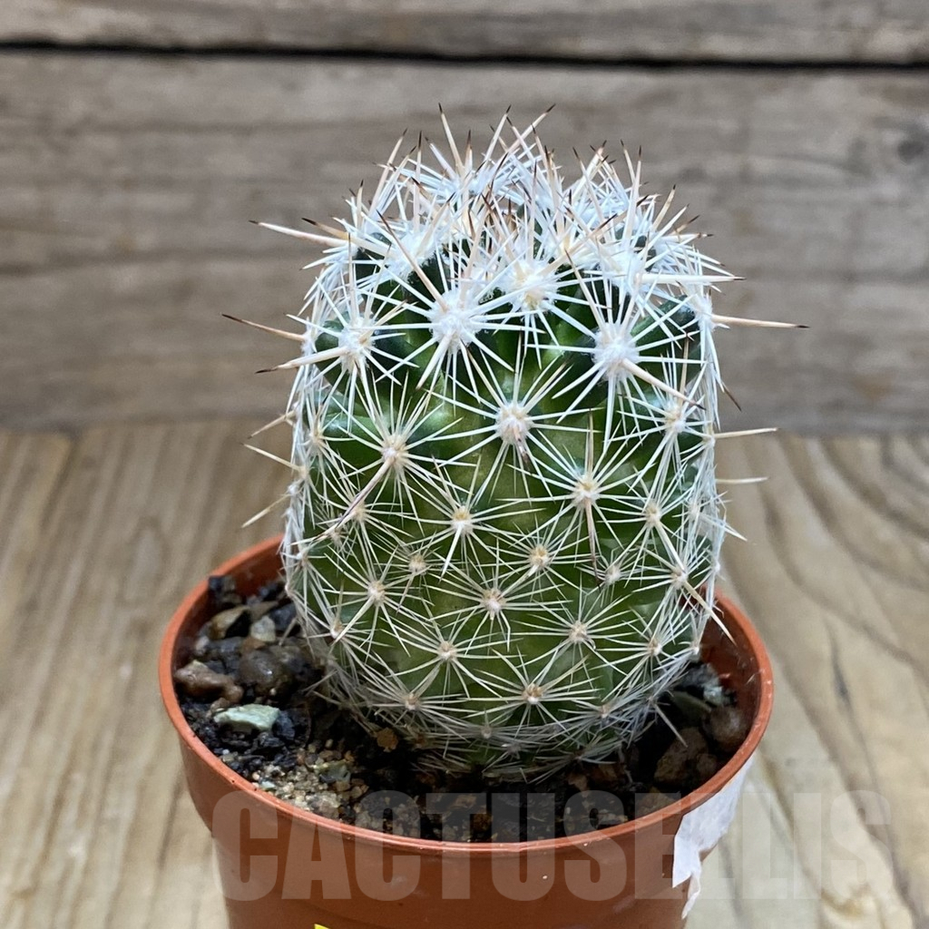 SH6878 Coryphantha vivipara SB 129 - Imagen 2