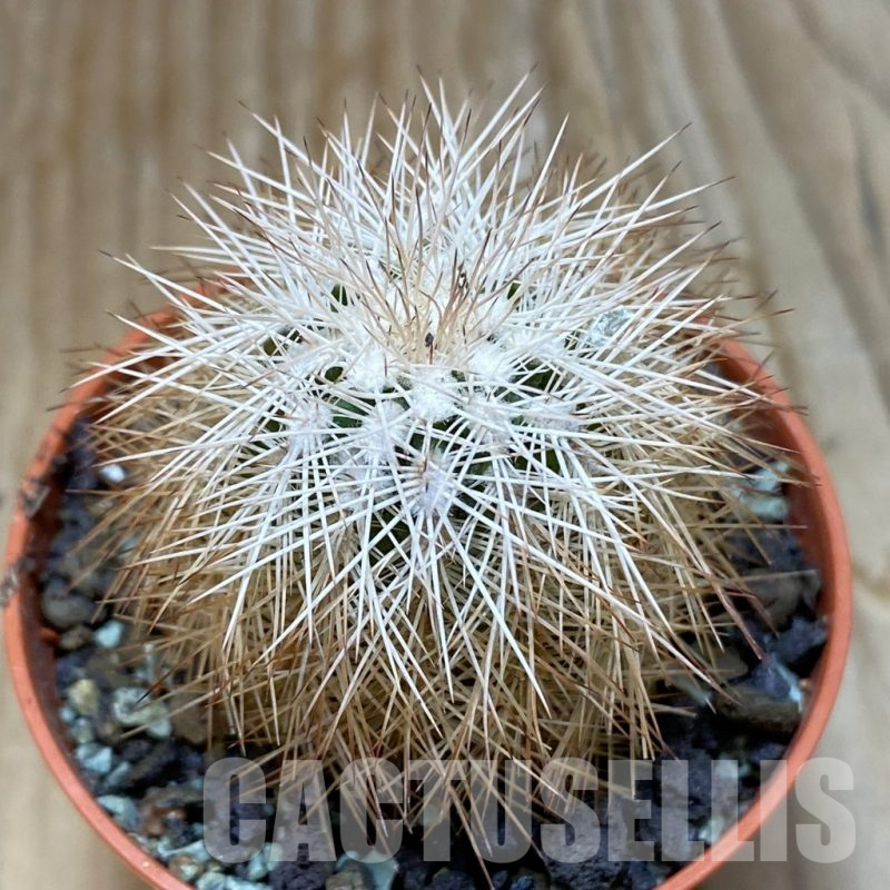 SH6880 Echinocereus baileyi DJF 1327