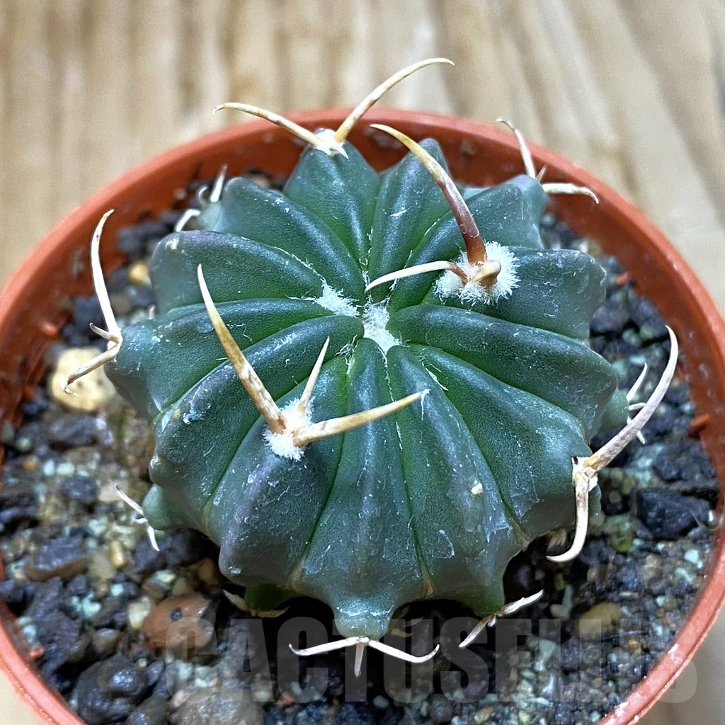 SH6886 Echinofossulocactus coptonogonus PP 959 -Ventura SLP-