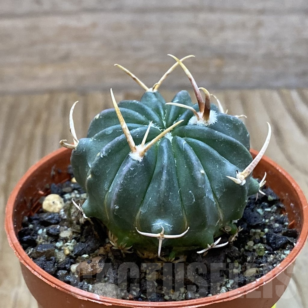 SH6886 Echinofossulocactus coptonogonus PP 959 -Ventura SLP- - Obrázek 2