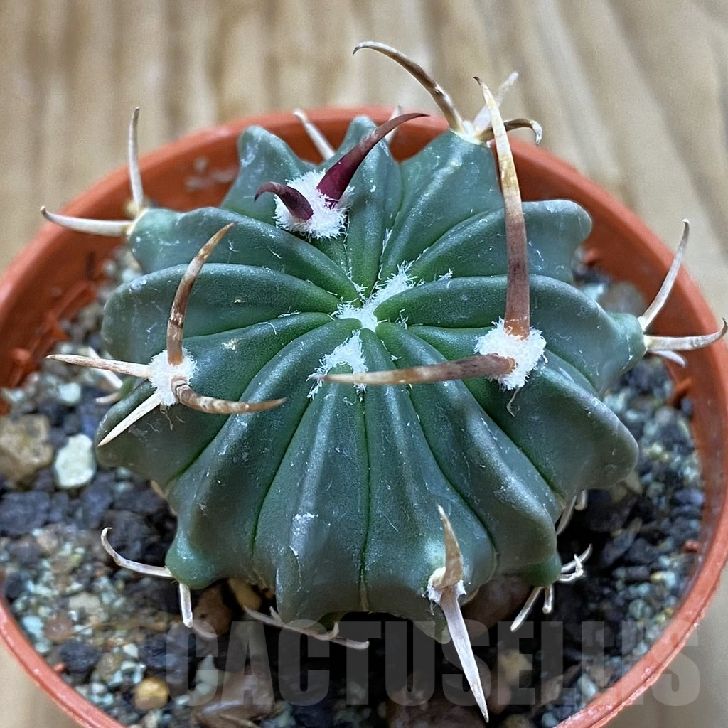 SH6887 Echinofossulocactus coptonogonus PP 959 -Ventura SLP-
