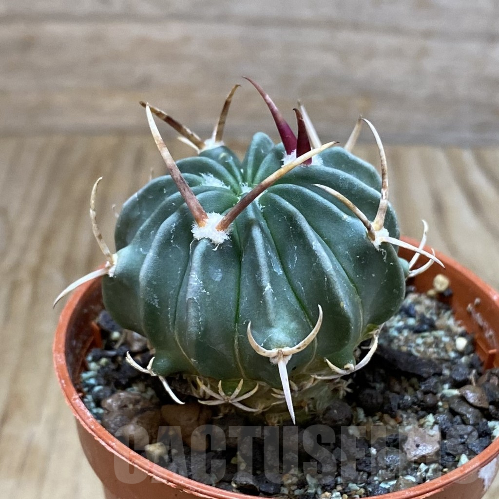 SH6887 Echinofossulocactus coptonogonus PP 959 -Ventura SLP- - Obrázek 2