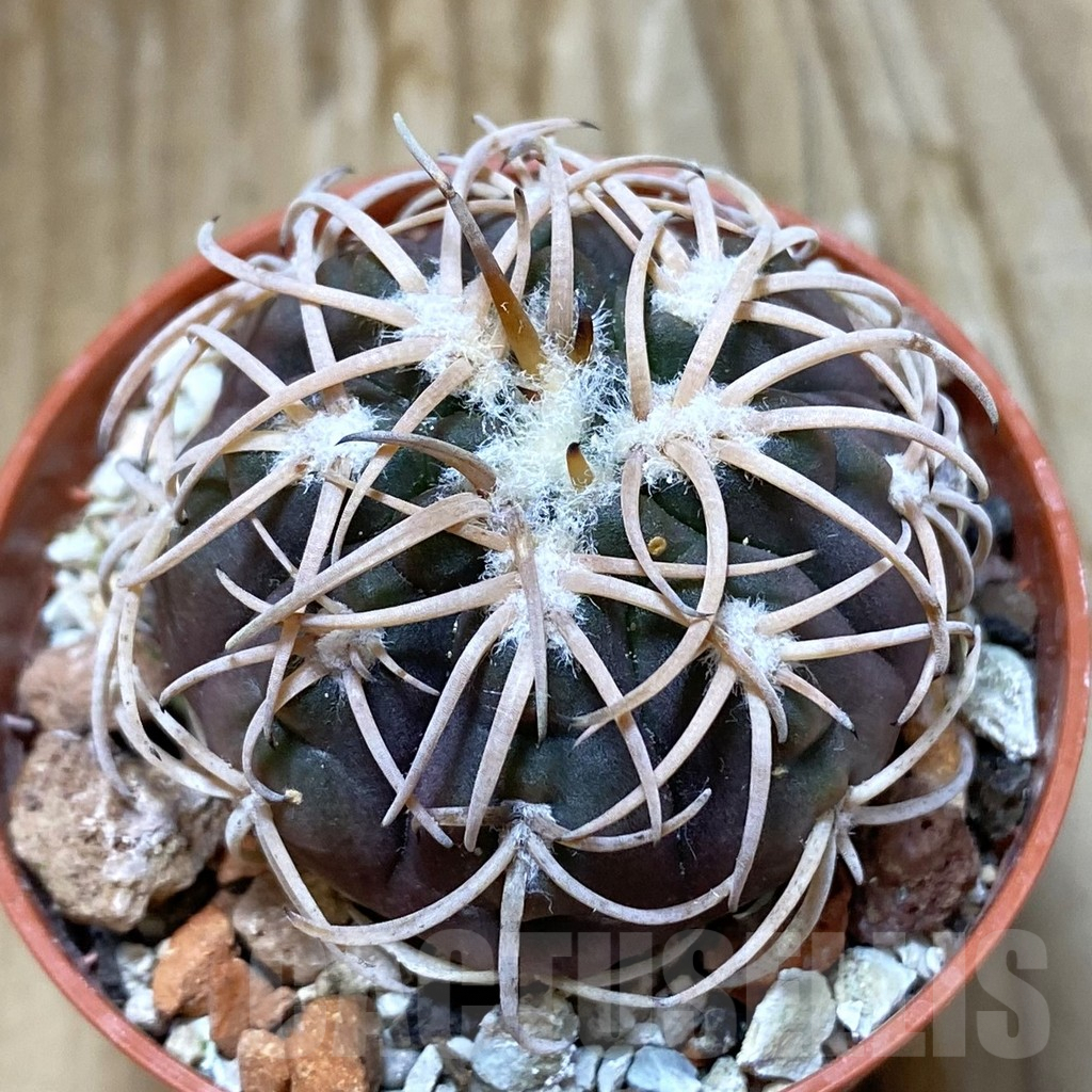 SH6891 Gymnocalycium spegazzinii TOM 06-81/1 -El Obelisco-