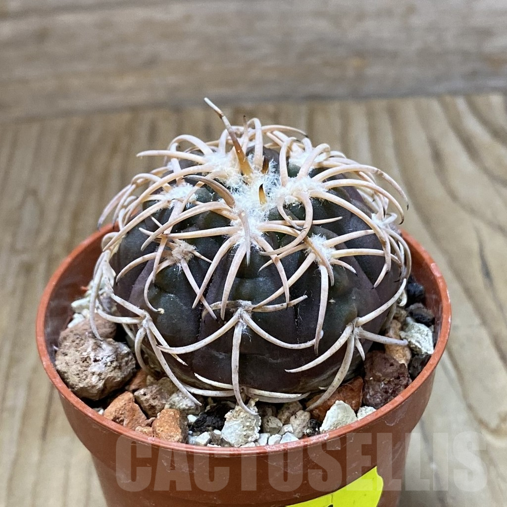 SH6891 Gymnocalycium spegazzinii TOM 06-81/1 -El Obelisco- - Image 2