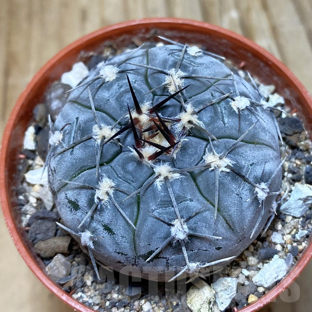 SH6893 Gymnocalycium berchtii VS 161 -Chanares, San Luis-