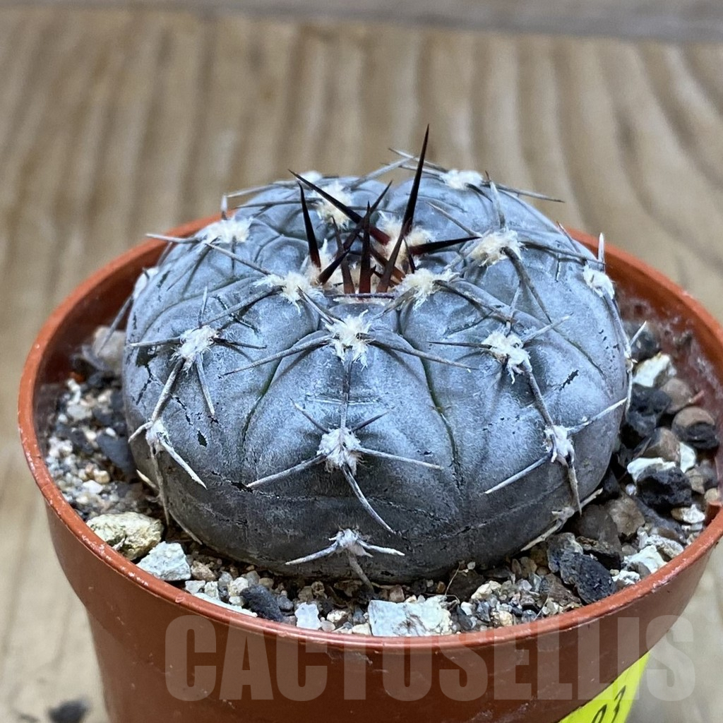SH6893 Gymnocalycium berchtii VS 161 -Chanares, San Luis- - Image 2