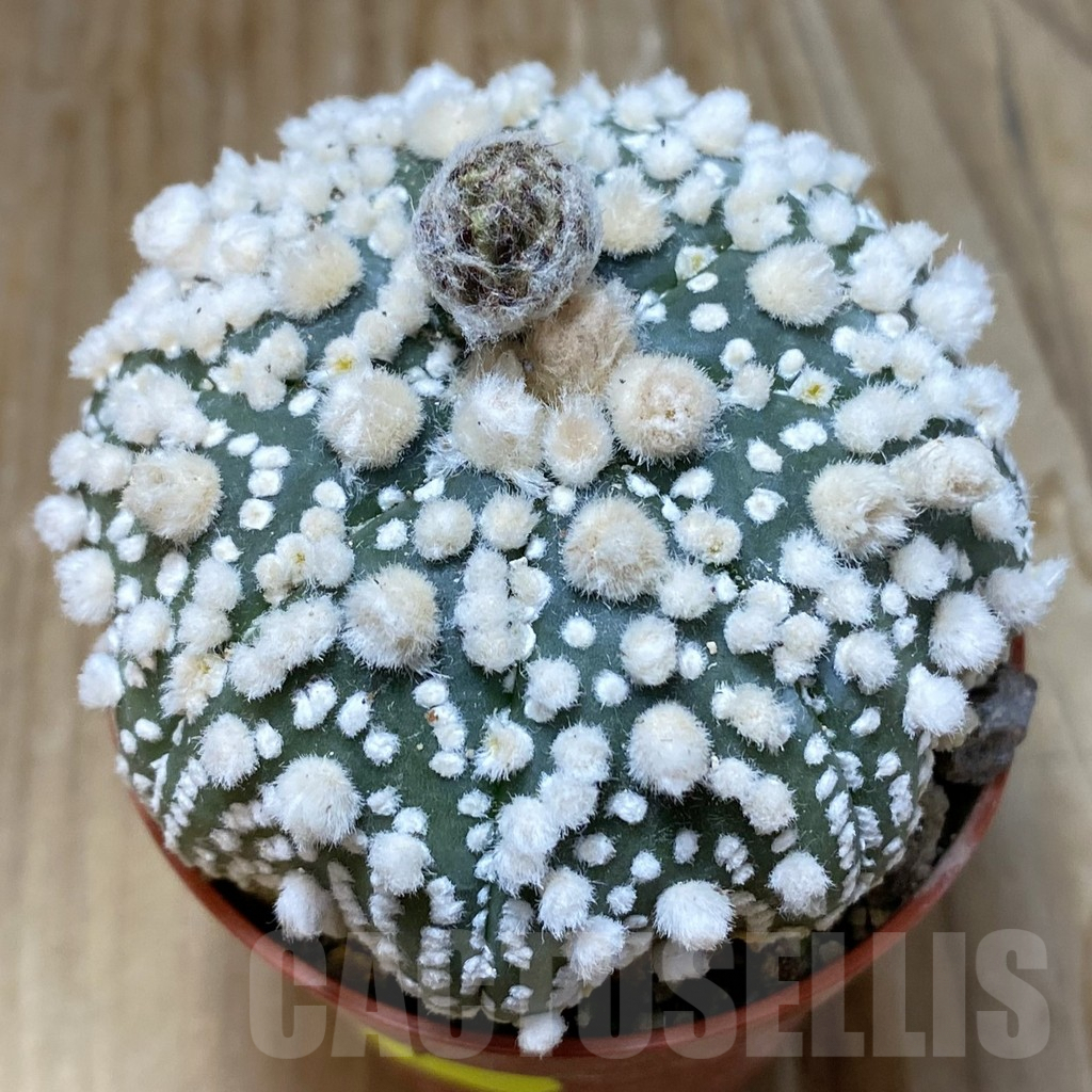SH6897 Astrophytum asterias 'Hanazono'