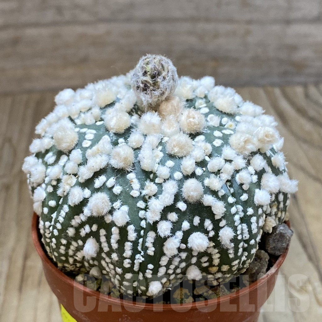 SH6897 Astrophytum asterias 'Hanazono' – Bild 2