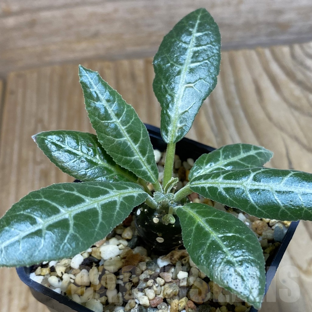 SH7083 Dorstenia lancifolia