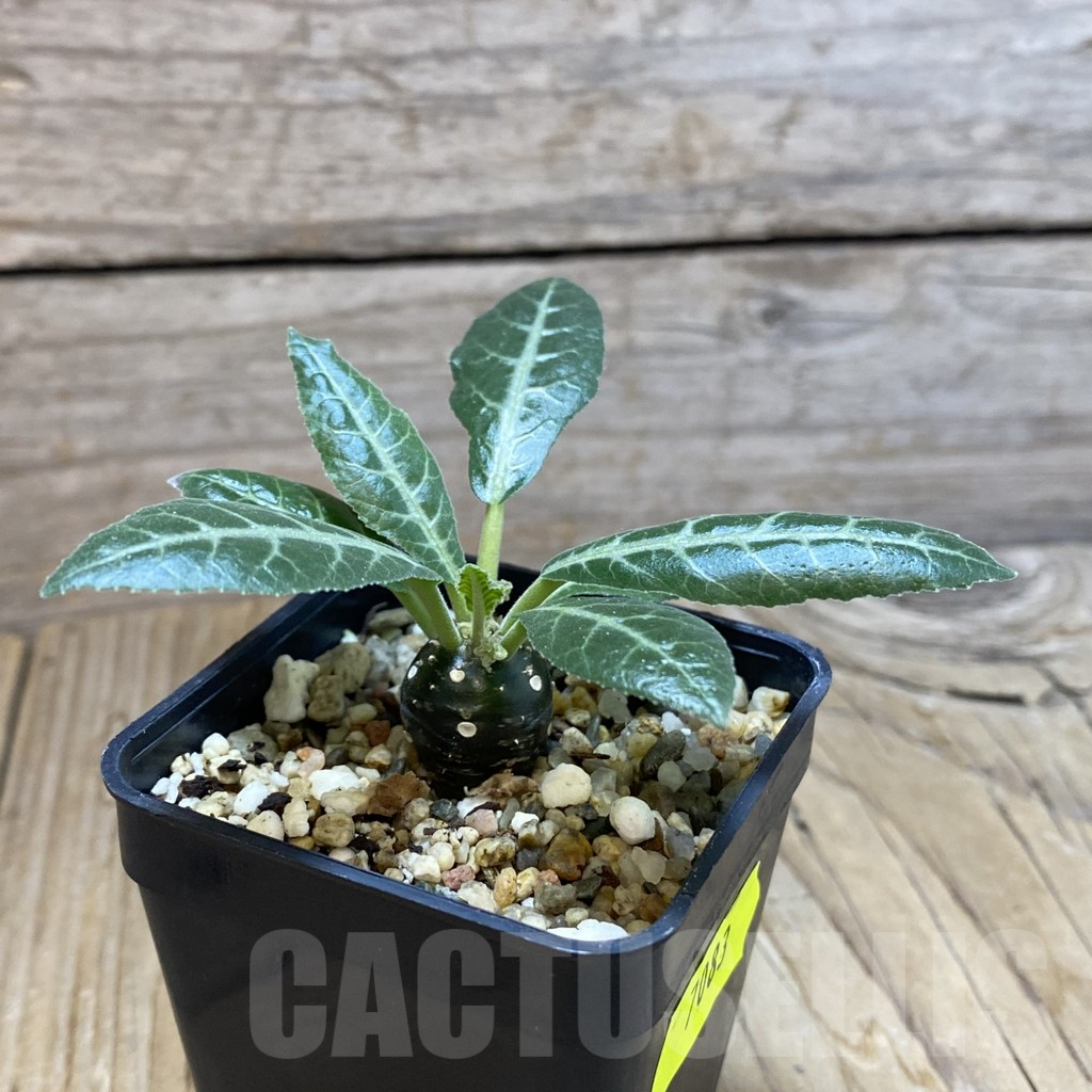 SH7083 Dorstenia lancifolia - Image 2