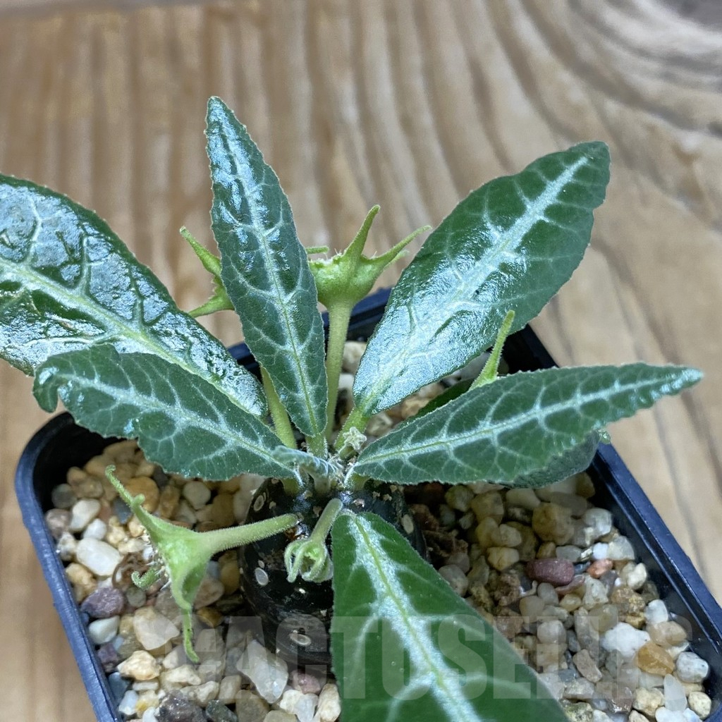 SH7084 Dorstenia lancifolia