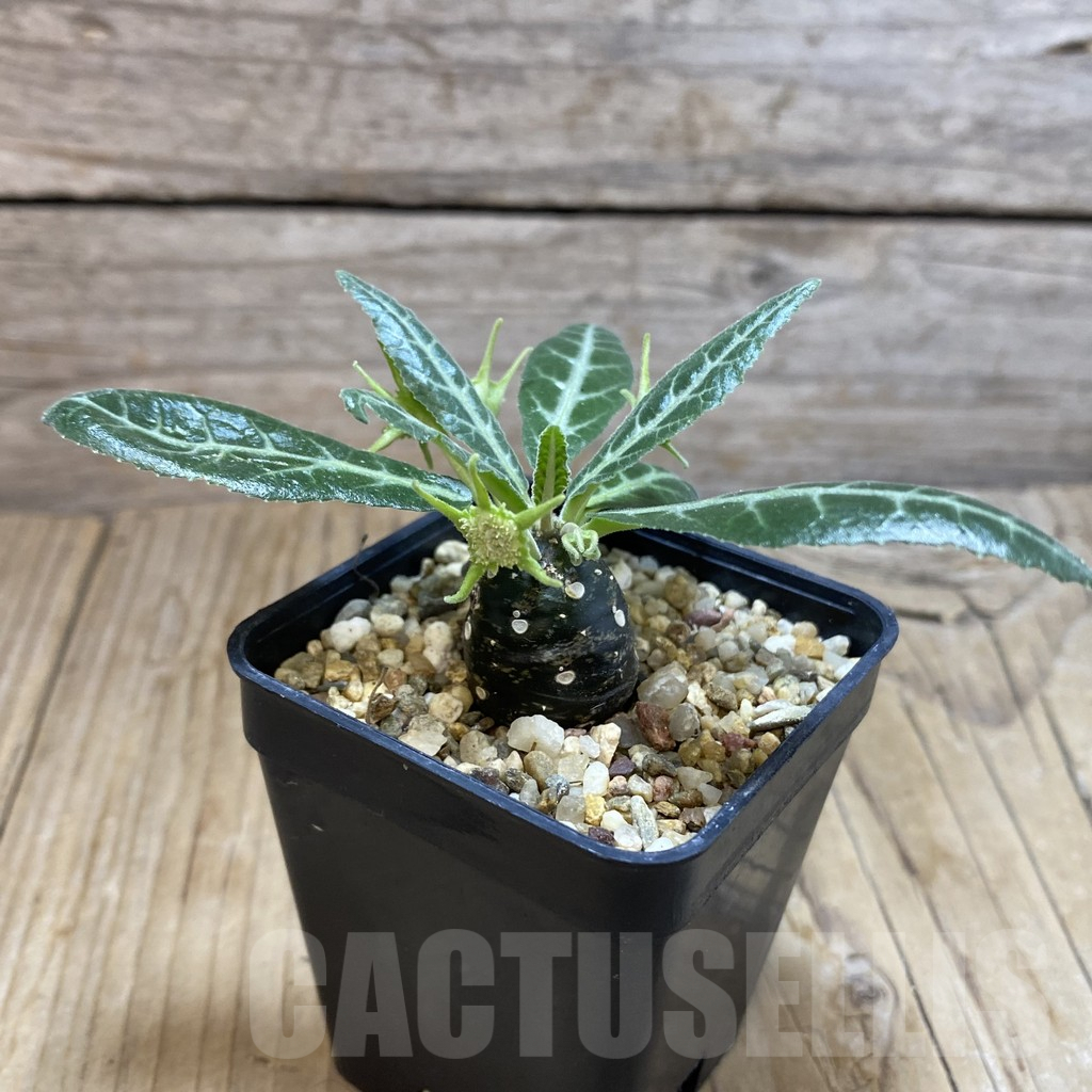 SH7084 Dorstenia lancifolia - Image 2