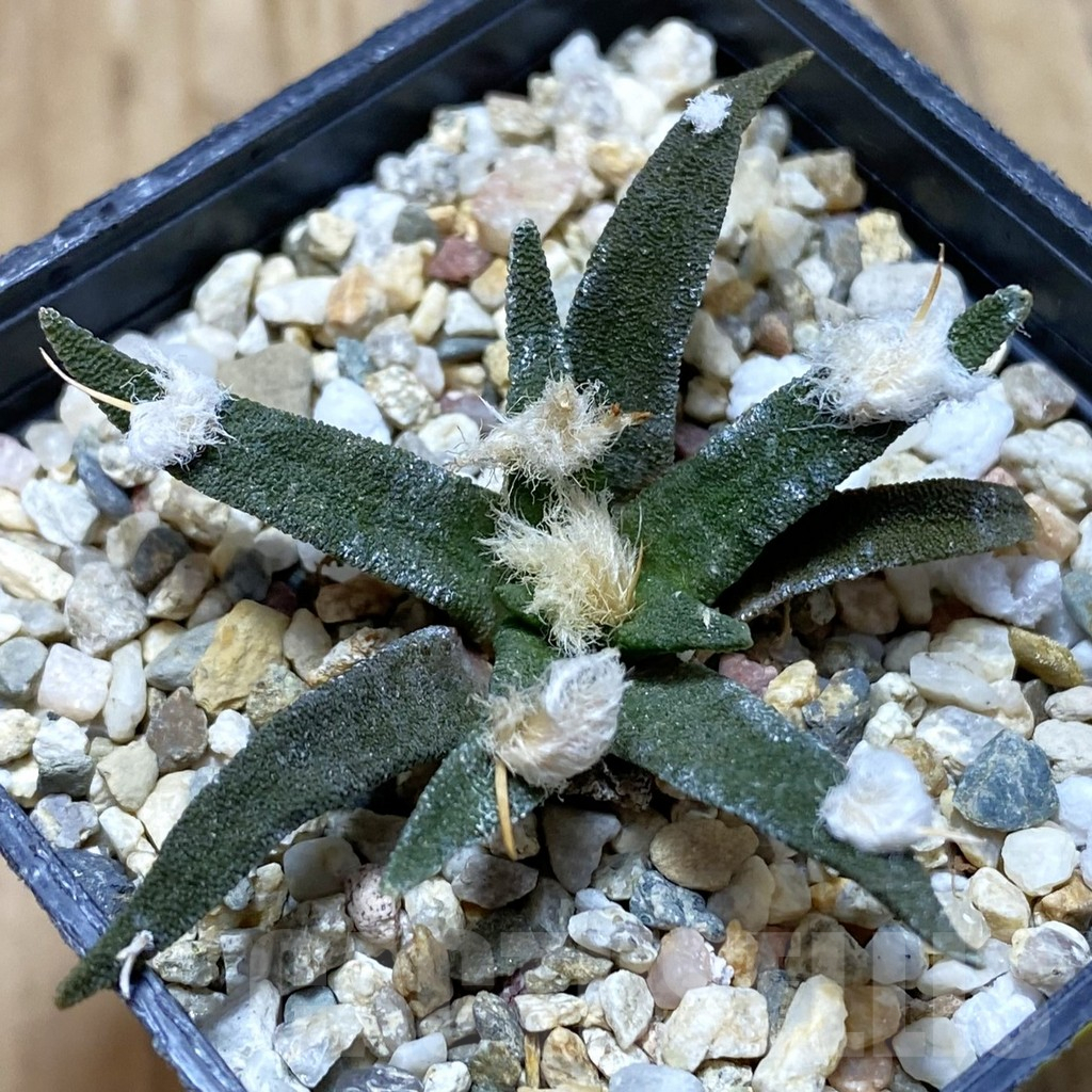 SH7053 Ariocarpus agavoides