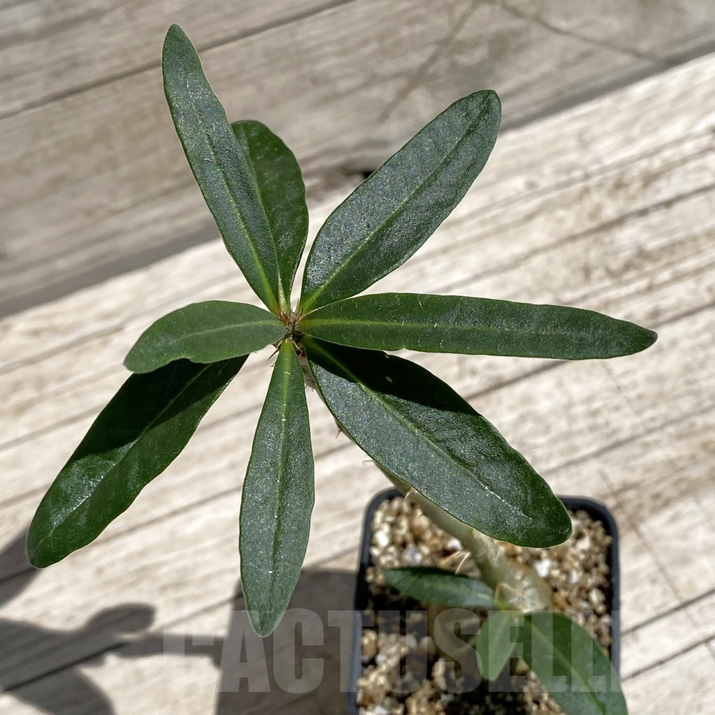 SH7086 Pachypodium succulentum