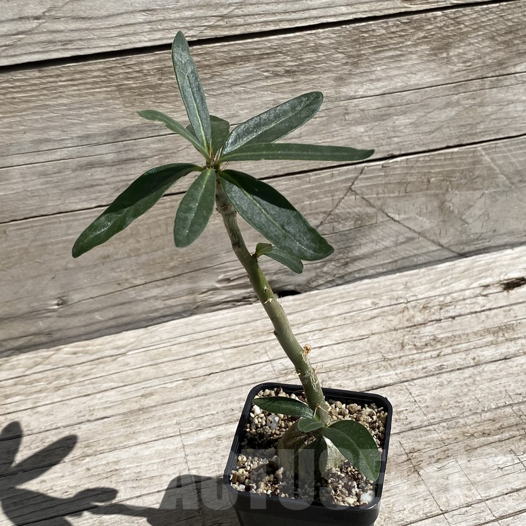 SH7086 Pachypodium succulentum - Image 2