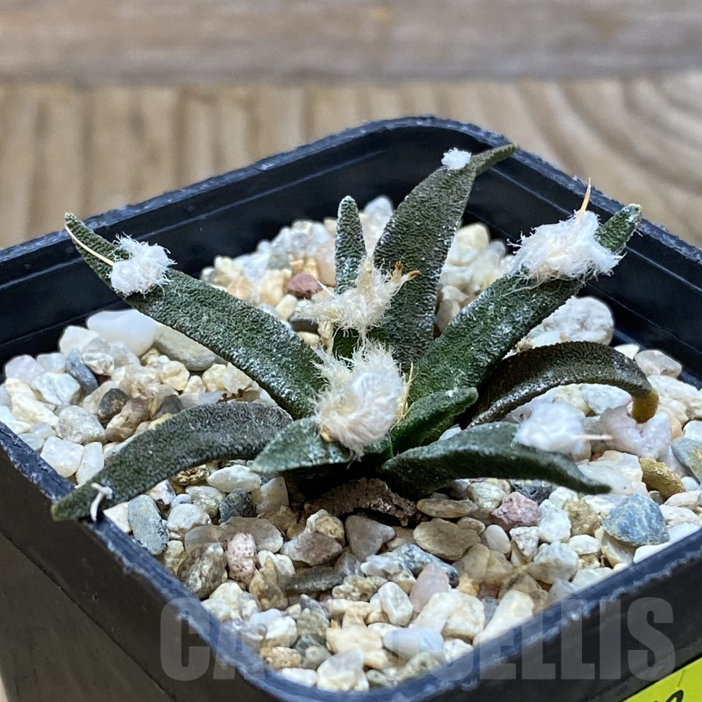 SH7053 Ariocarpus agavoides - immagine 2