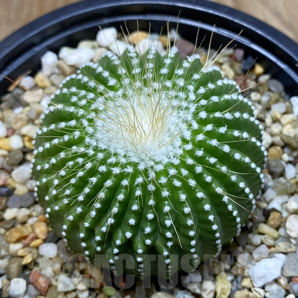 SH7094 Notocactus leninghausii ‘inermis’