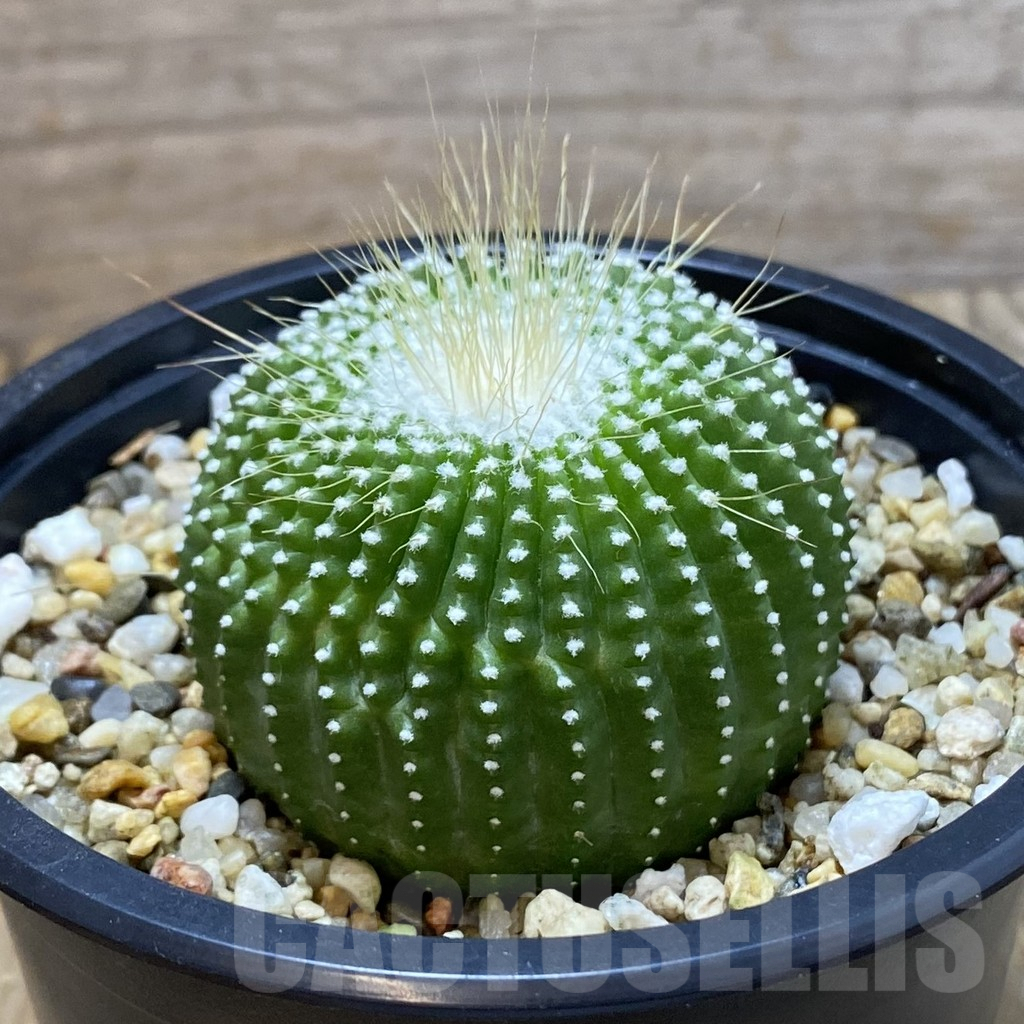 SH7094 Notocactus leninghausii ‘inermis’ - Image 2