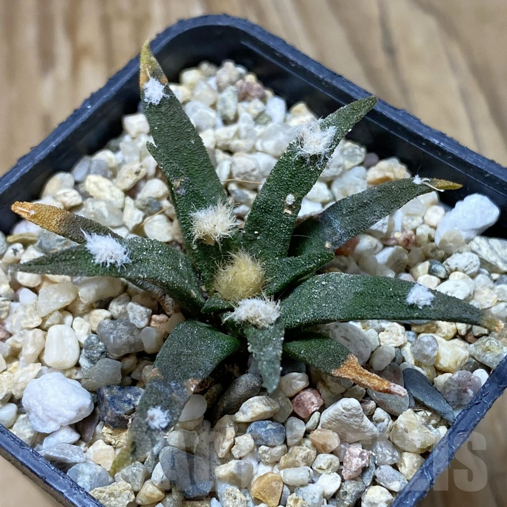 SH7054 Ariocarpus agavoides