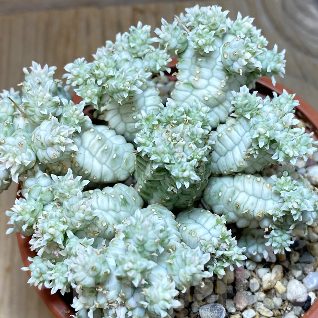 SH7097 Euphorbia mammillaris f. variegata