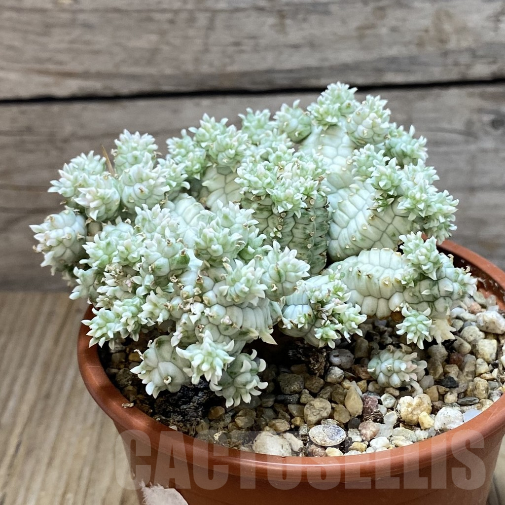 SH7097 Euphorbia mammillaris f. variegata - immagine 2