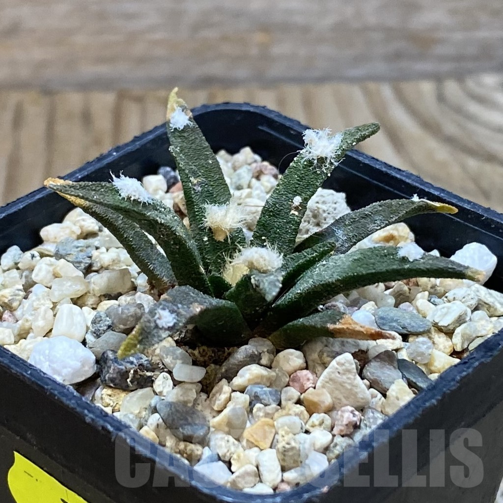 SH7054 Ariocarpus agavoides - Obrázek 2