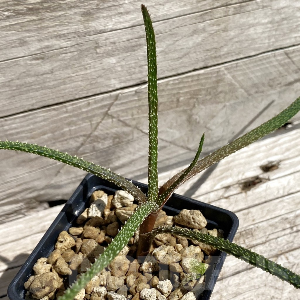 SH7101 Aloe delicatifolia