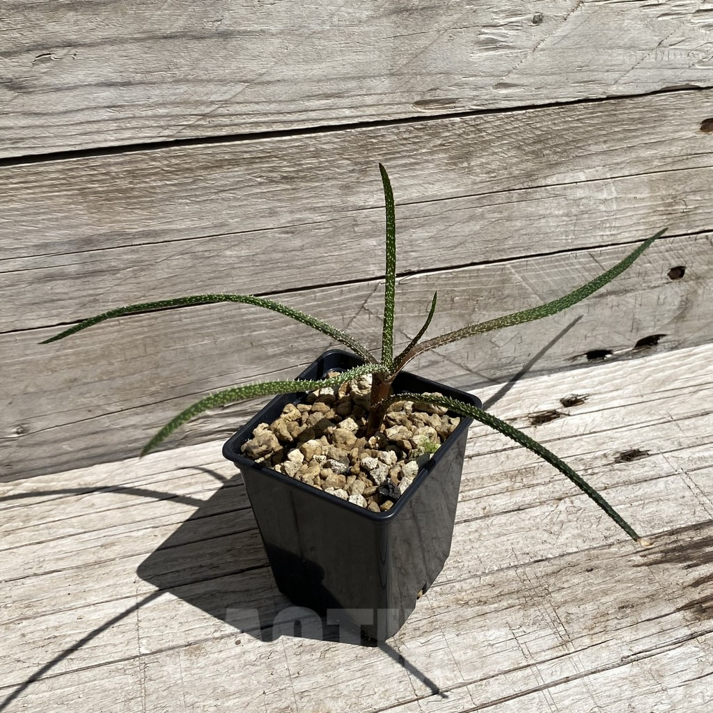 SH7101 Aloe delicatifolia - immagine 2