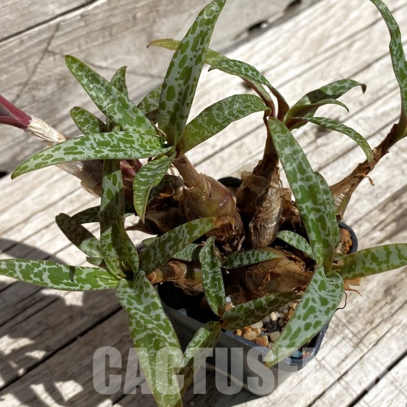 SH7104 Ledebouria socialis