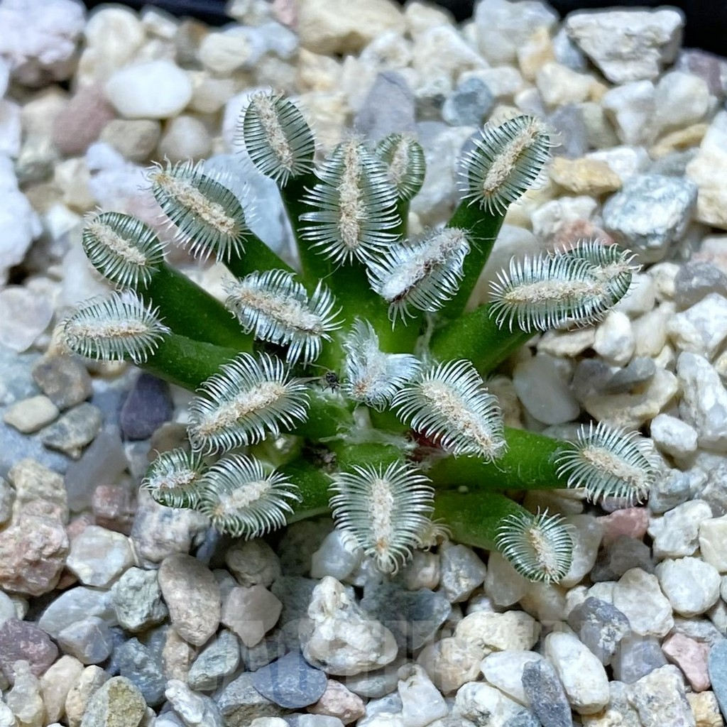 SH7055 Mammillaria bertholdii MB 2296/1076, own roots