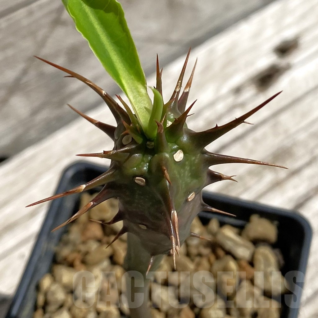 SH7105 Euphorbia vilanandensis