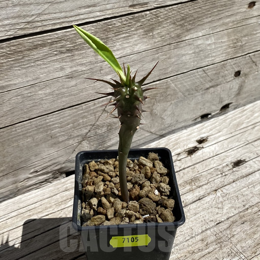 SH7105 Euphorbia vilanandensis - immagine 2