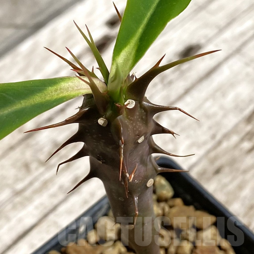 SH7106 Euphorbia vilanandensis