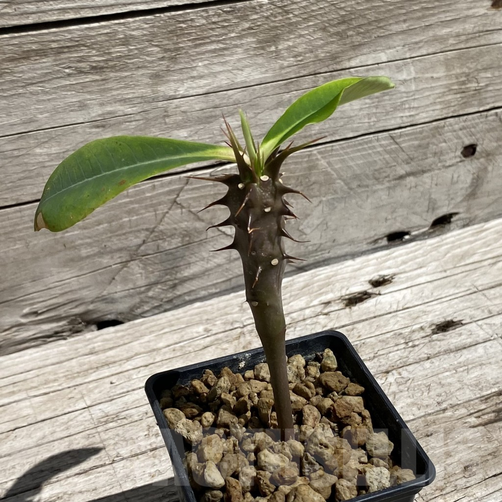 SH7106 Euphorbia vilanandensis - immagine 2