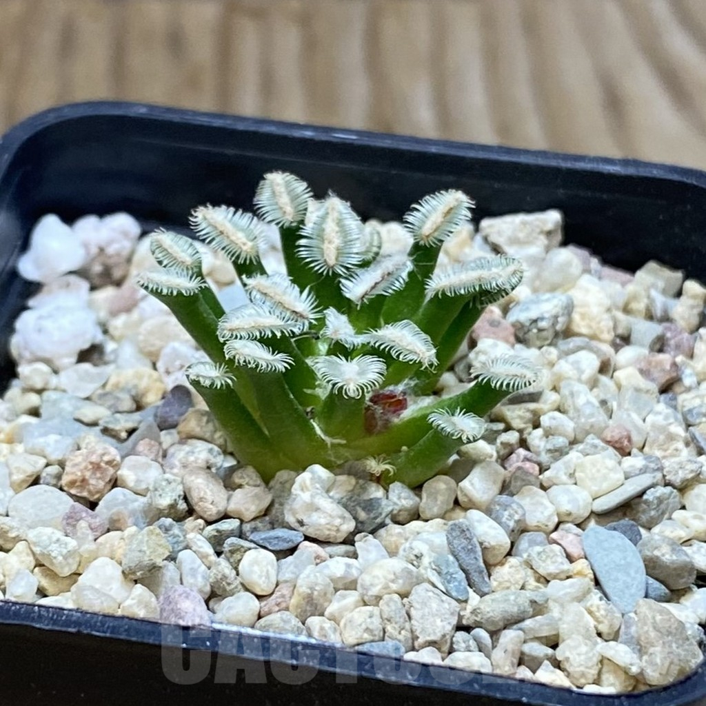 SH7055 Mammillaria bertholdii MB 2296/1076, own roots - Obrázek 2