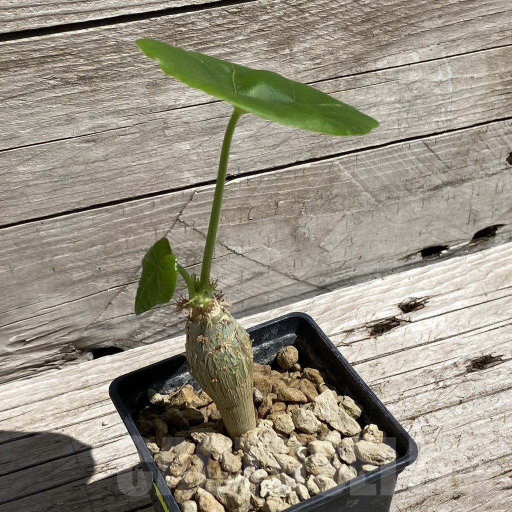 SH7107 Jatropha podagrica, Yellow flowers - Зображення 2