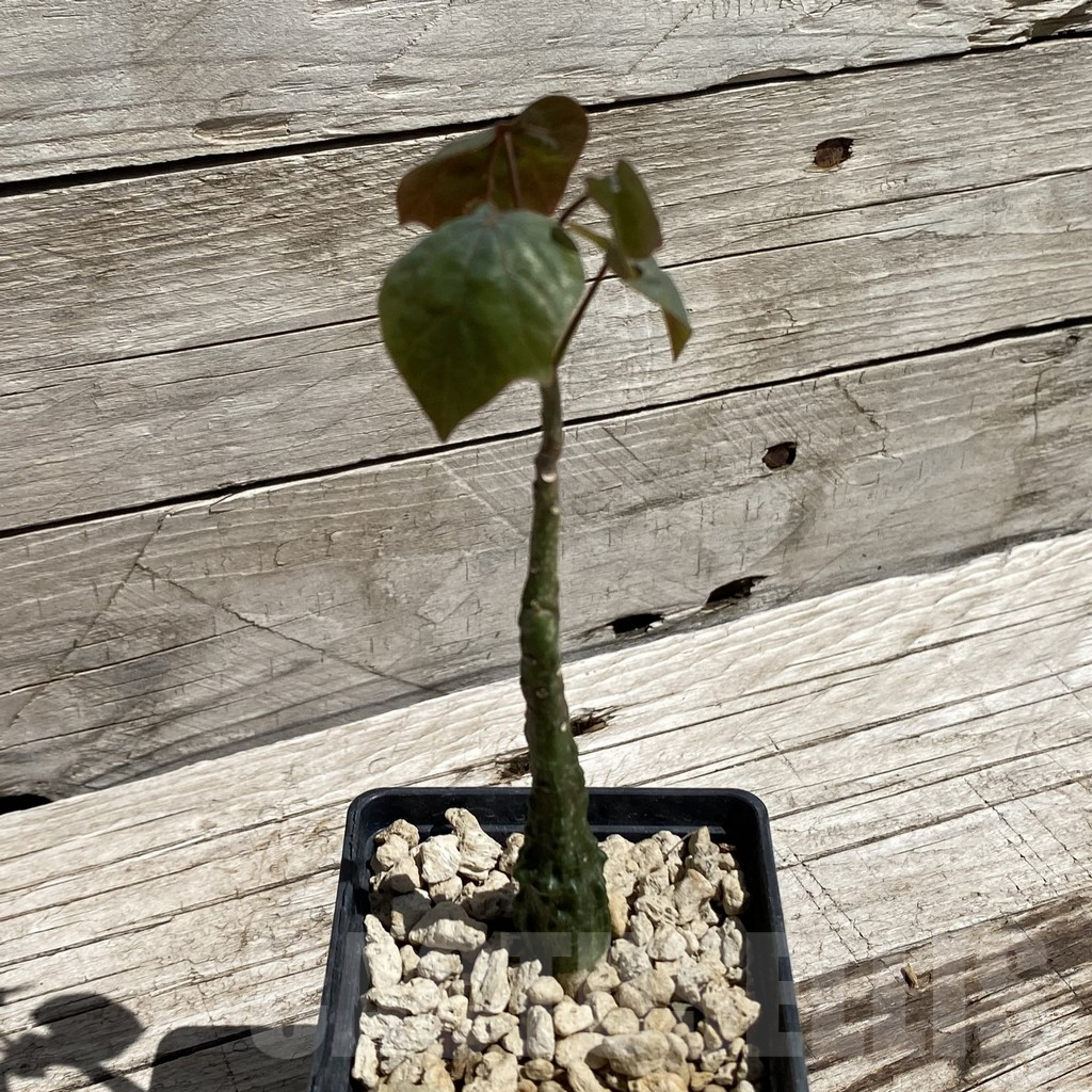 SH7110 Adenia stylosa - Obrázek 2