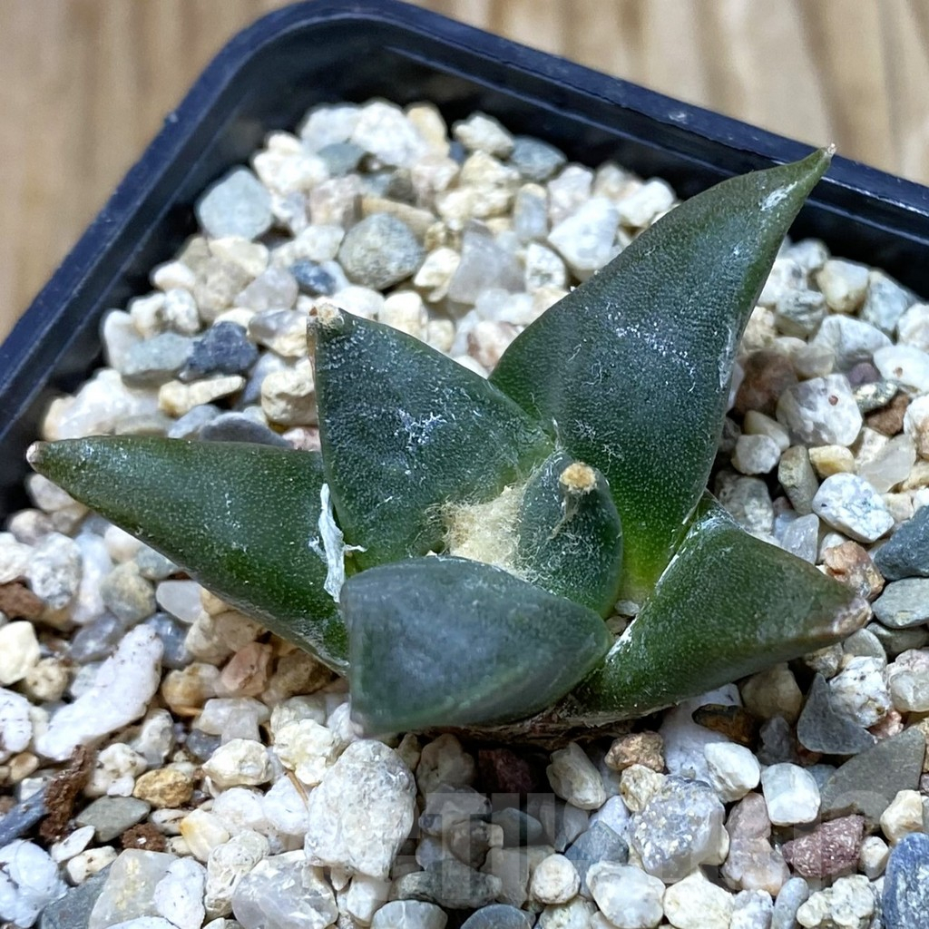 SH7050 Ariocarpus trigonus v. horacekii -Jaumah-