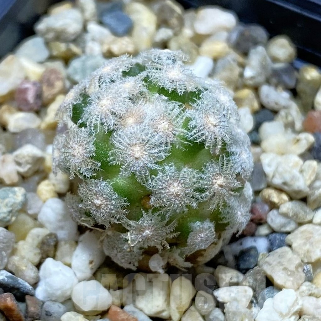 SH7059 Mammillaria theresae v. minima GCG 12504, own roots