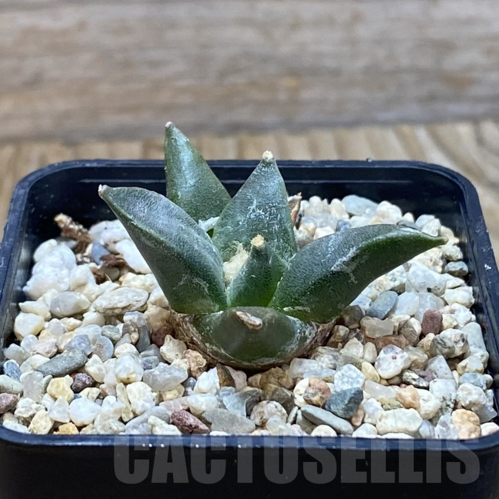 SH7050 Ariocarpus trigonus v. horacekii -Jaumah- - Image 2