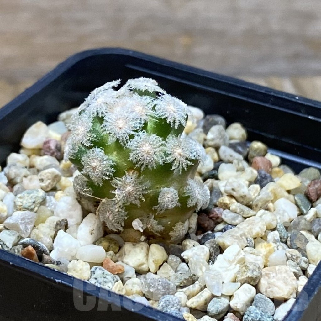 SH7059 Mammillaria theresae v. minima GCG 12504, own roots - 画像 (2)